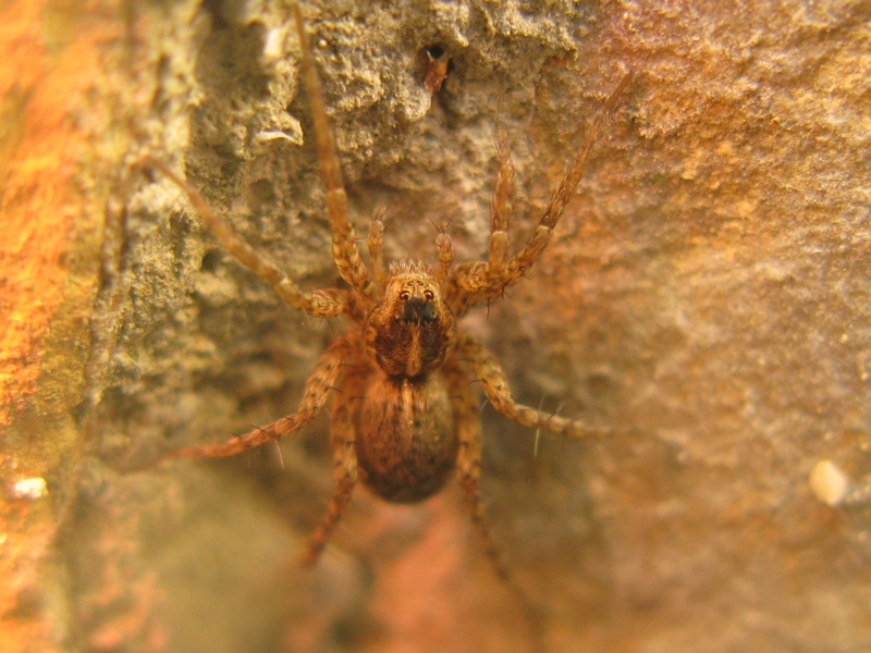 Pardosa sp.